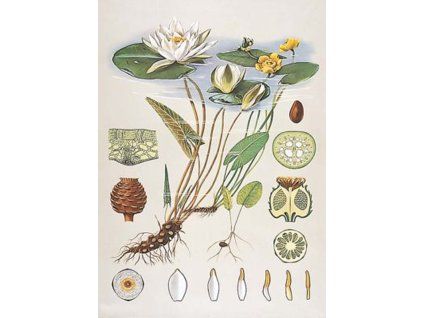 Tavirózsa, botanikai oktatótabló