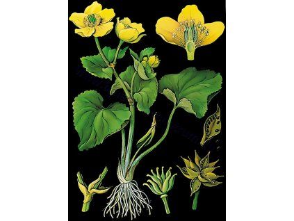 Mocsári gólyahír, botanikai oktatótabló