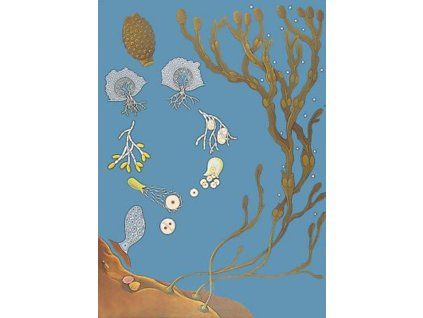 Moszatok, botanikai oktatótabló