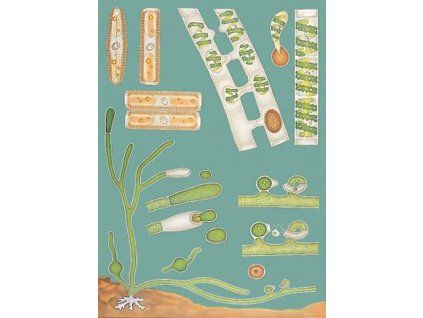 Édesvízi algák, botanikai oktatótabló