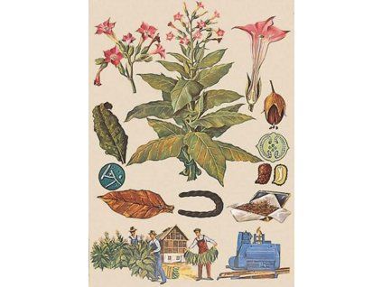 Dohány, botanikai oktatótabló