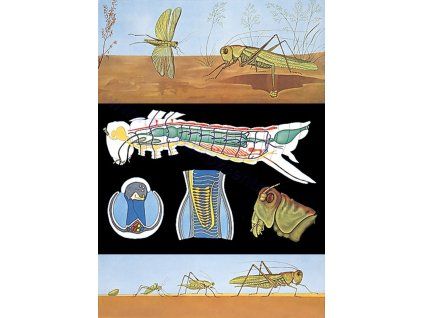 A nagy zöld szöcske, zoológiai oktatótabló