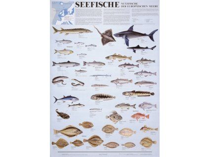 Európai tavak, tengerek halfajtái, poszter