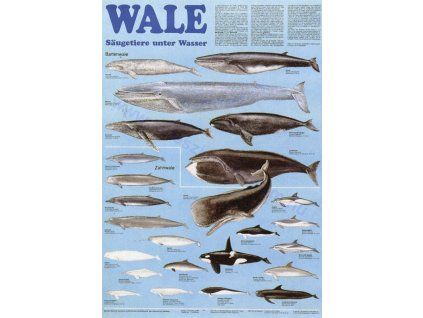 Bálnák, delfinek, poszter