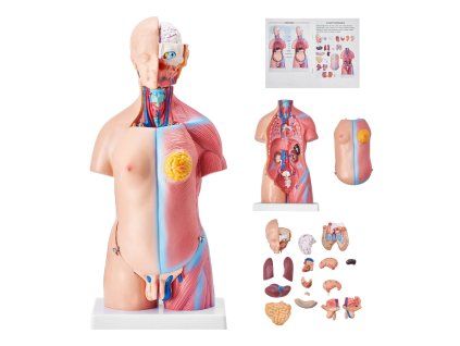 LD-205 - Anatómiai torzó, mini, 45 cm-es